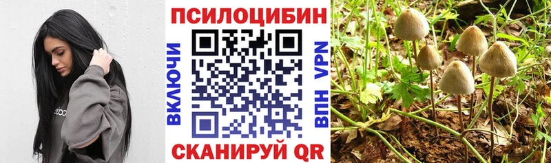 Купить где  Гагарин  Псилоцибиновые грибы Cubensis 